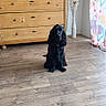 dog, black_dog, wooden_floor, dresser, tv, vase, dried_plants, curtain, floral_curtain, indoor, room, furniture, pet, flooring, wood, decor, sitting, animal, cute, calm