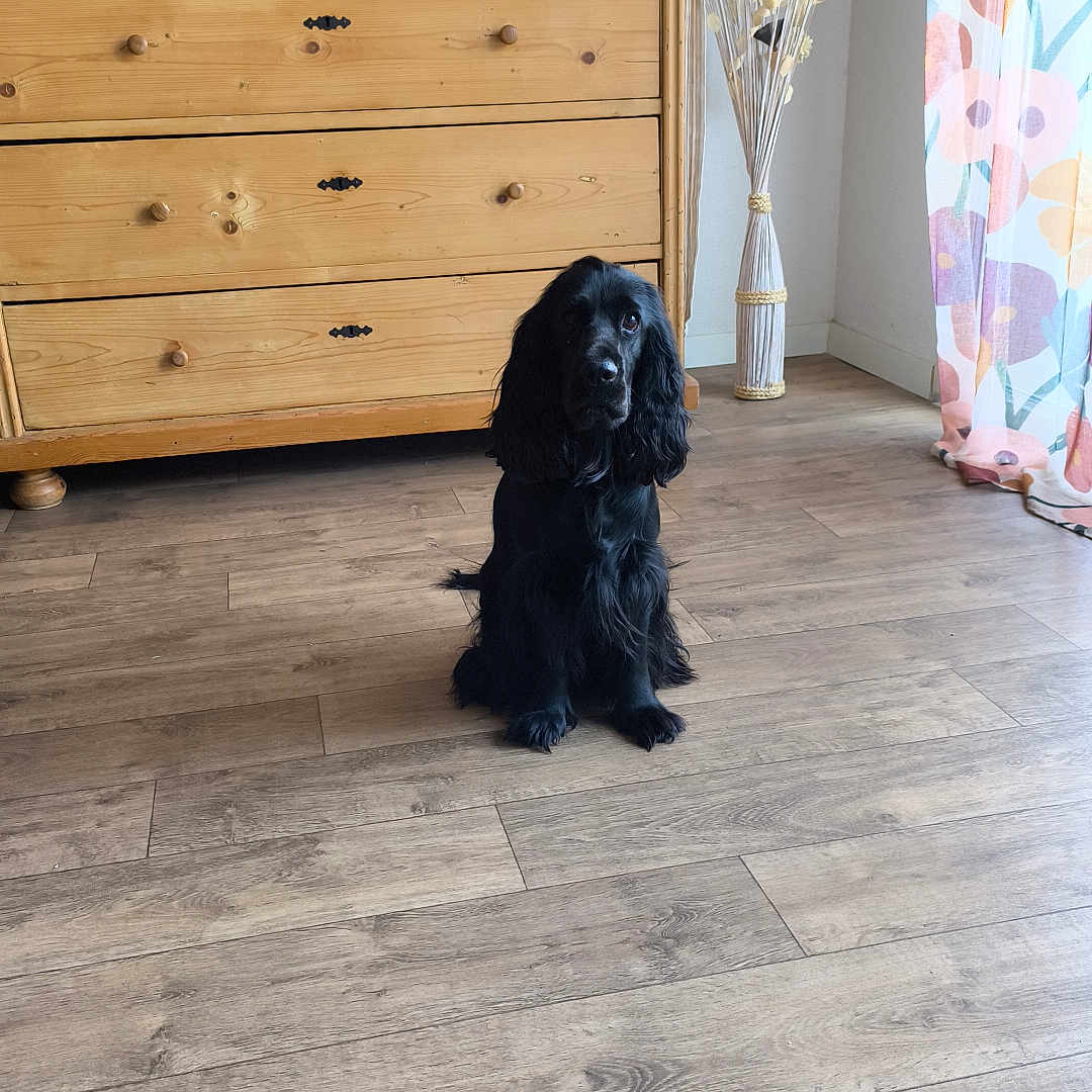 Ava participe au concours pour gagner de l'argent avec cette photo : dog, black_dog, wooden_floor, dresser, tv, vase, dried_plants, curtain, floral_curtain, indoor, room, furniture, pet, flooring, wood, decor, sitting, animal, cute, calm