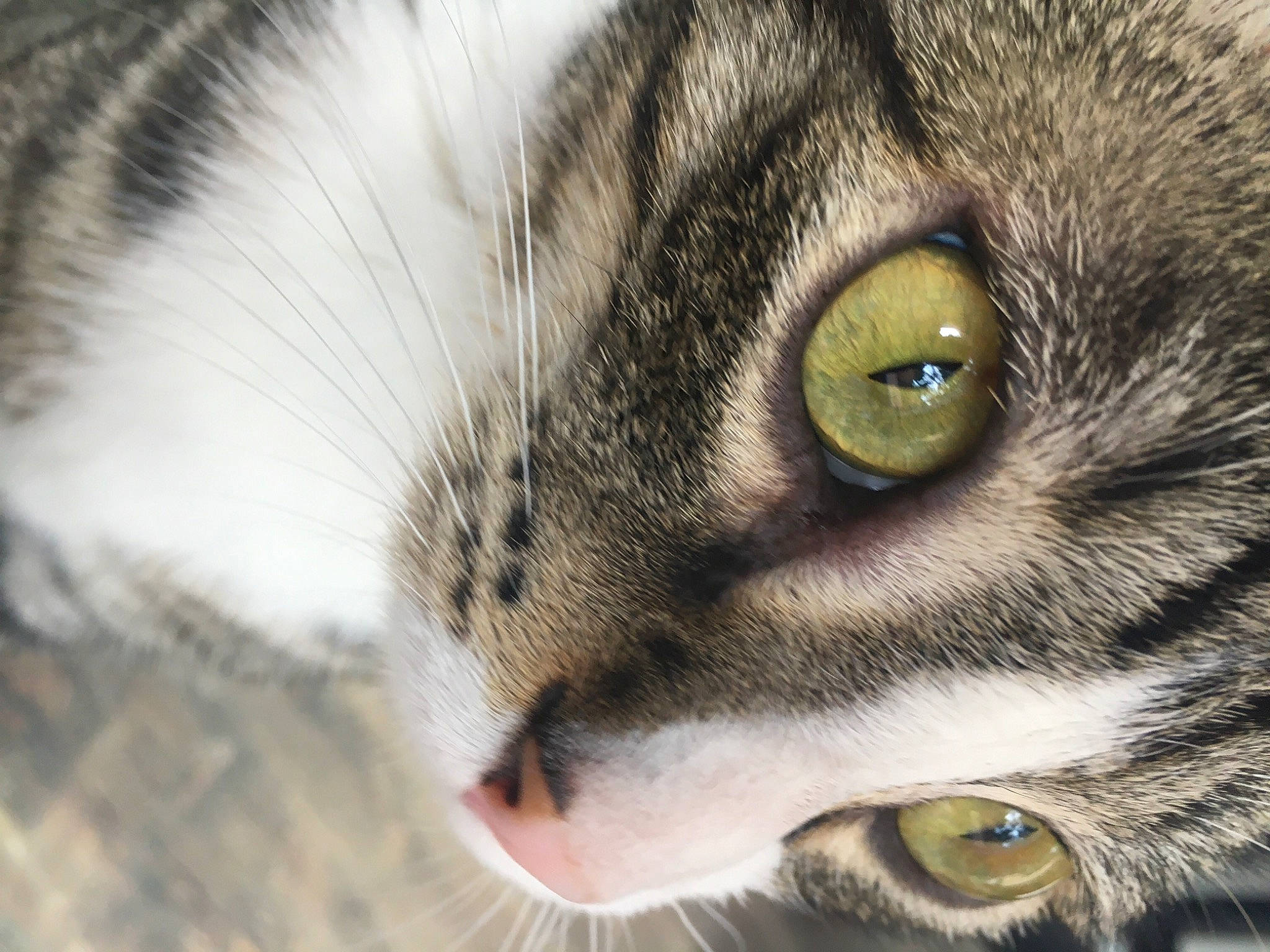 Peaky participe au concours pour gagner de l'argent avec cette photo : beauty, carnivore, cat, domestic_short_haired_cat, ear, eye, felidae, fur, grass, hair, head, human_body, iris, paw, small_to_medium_sized_cats, snout, terrestrial_animal, tree, whiskers, wildlife