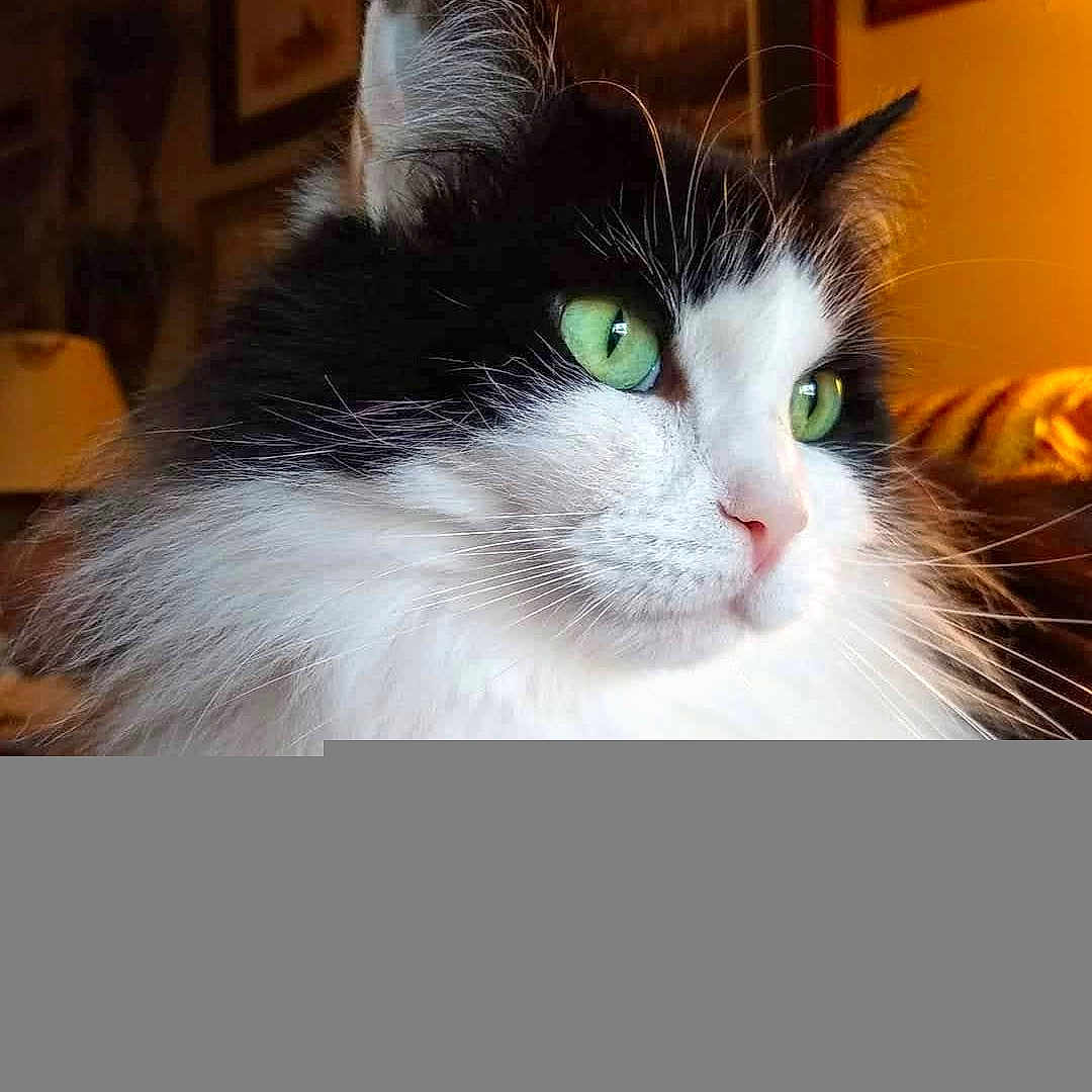 Tally joined the competition — help win amazing prizes! animal, black_and_white, cat, close_up, cozy, cute, domestic_cat, face, feline, fluffy, fur, green_eyes, household, indoor, looking_away, mammal, pet, portrait, warm_lighting, whiskers