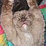 cat, fluffy, paws, pink_paw_pads, sleeping, stretching, cute, feline, whiskers, nose, closed_eyes, fur, pet, domestic_animal, cozy, blanket, colorful, resting, relaxed, indoor