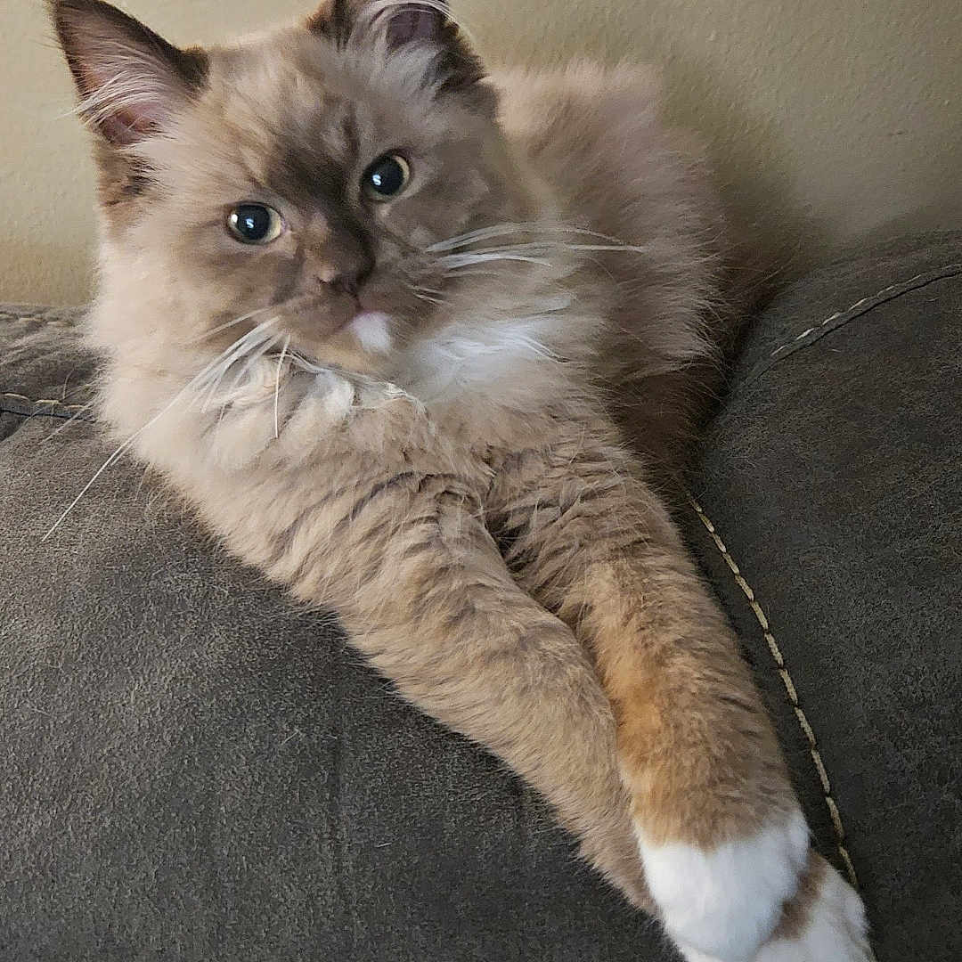 Mocha joined the competition — help win amazing prizes! cat, fluffy, white_paws, lounging, couch, indoor, pet, feline, cream_colored, relaxed, curious, animal, whiskers, ears, eyes, fur, domestic_cat, resting, house_pet, calm