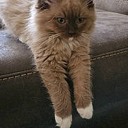 Mocha joined the competition — help win amazing prizes! kitten, cat, fluffy, brown, white_paws, couch, furniture, living_room, flowers, bouquet, indoor, pet, relaxed, stretching, soft_fur, ears, cute, domestic_cat, animal, resting