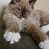 Mocha is registered to the contest to win money with this photo: kitten, cat, fluffy, brown, white, paw, cute, pet, animal, indoor, feline, young, relaxed, soft, whiskers, ears, closeup, portrait, home, resting
