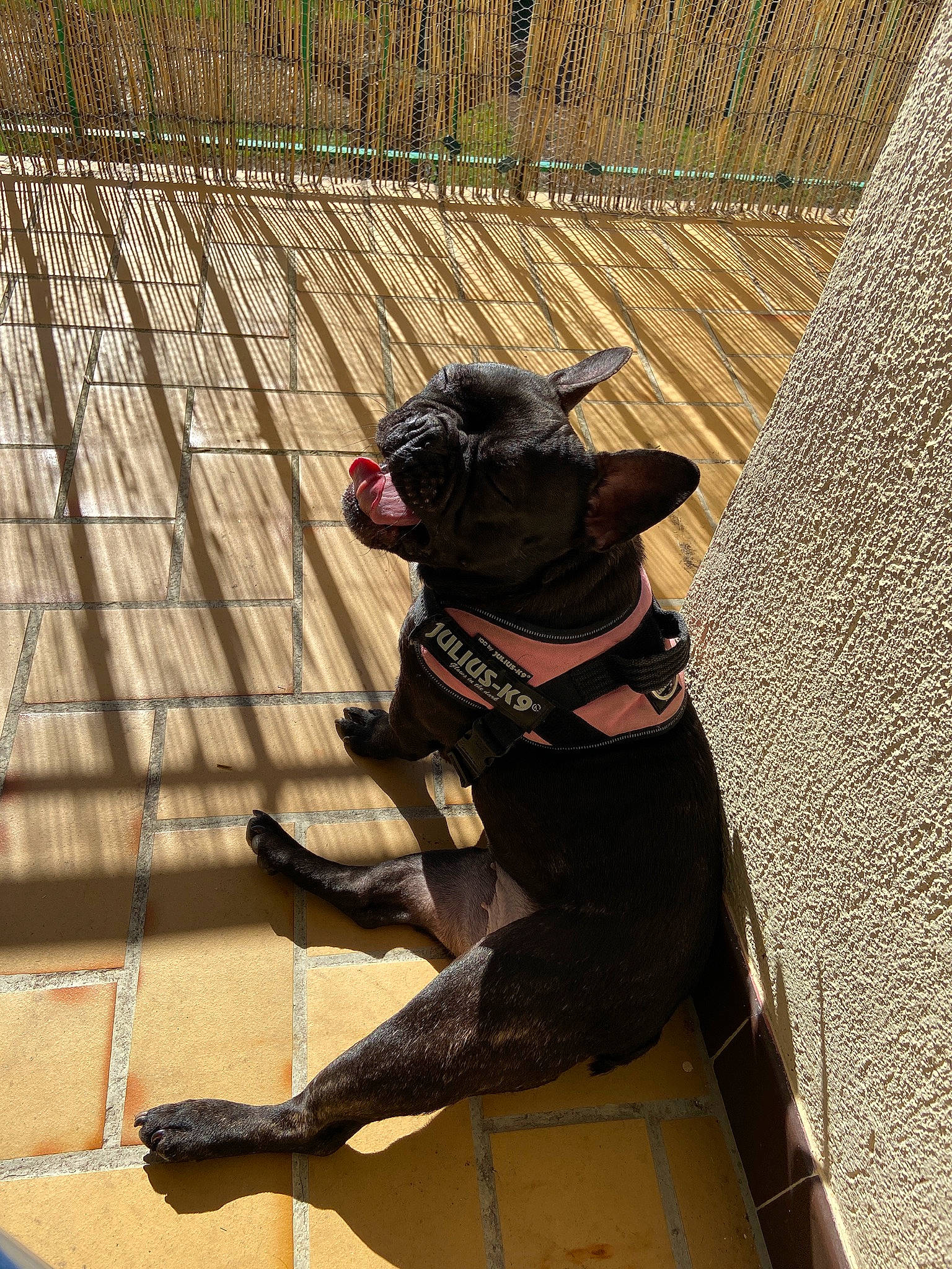 Mia participe au concours pour gagner de l'argent avec cette photo : canidae, carnivore, collar, companion_dog, dog, dog_breed, dog_collar, dog_supply, guard_dog, hunting_dog, leash, liver, non_sporting_group, pet_supply, snout, sporting_group, terrestrial_animal, vertebrate, working_animal, working_dog