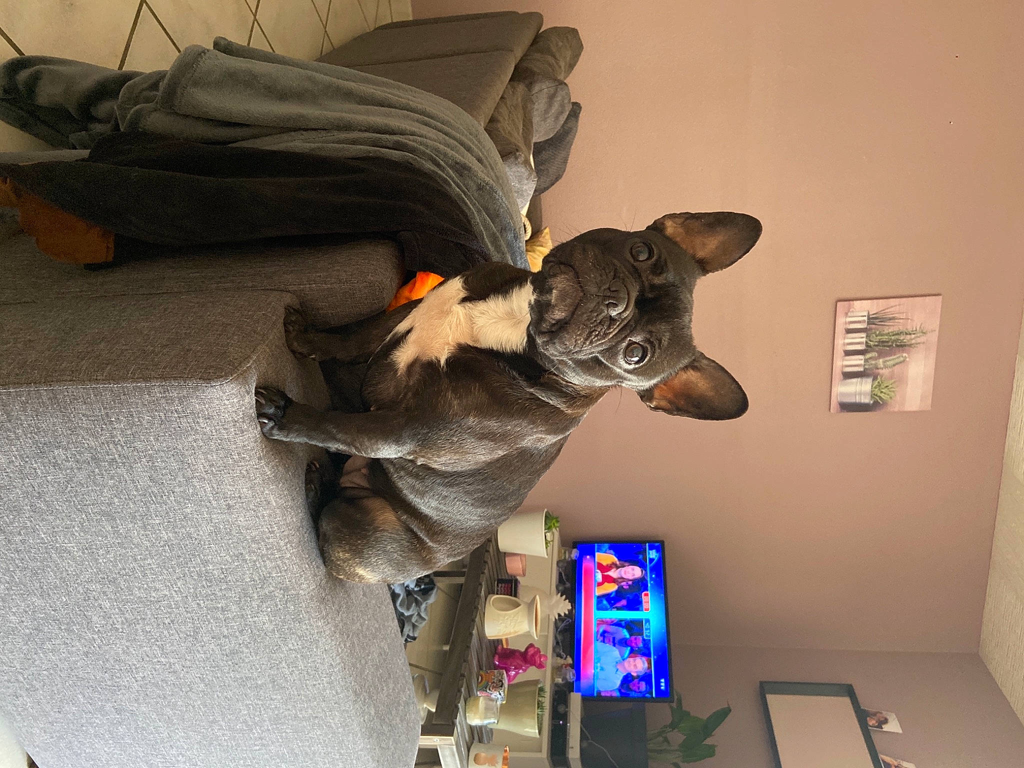 Mia participe au concours pour gagner de l'argent avec cette photo : canidae, carnivore, companion_dog, computer_hardware, display_device, dog, dog_breed, dog_supply, fur, picture_frame, snout, working_animal, working_dog