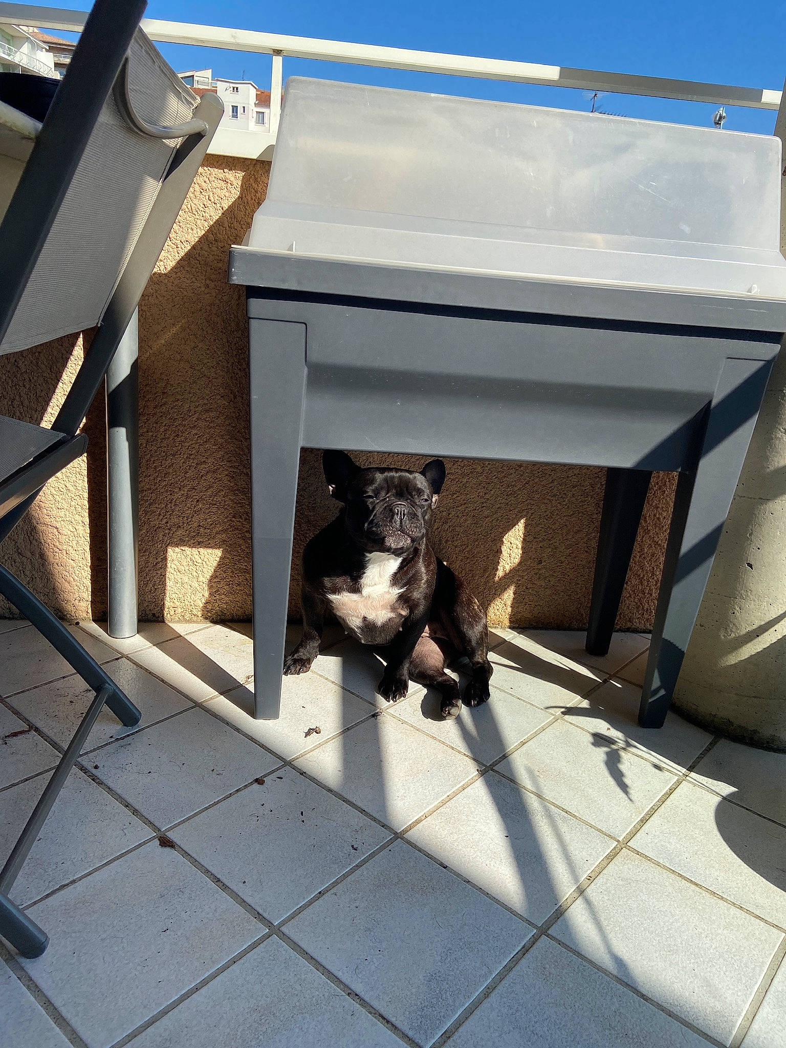 Mia a rejoint le concours — aidez-le/la à gagner de superbes lots ! canidae, carnivore, companion_dog, daylighting, dog_breed, fur, liver, shade, shadow, small_to_medium_sized_cats, snout, sporting_group, tail, tile, working_animal, working_dog