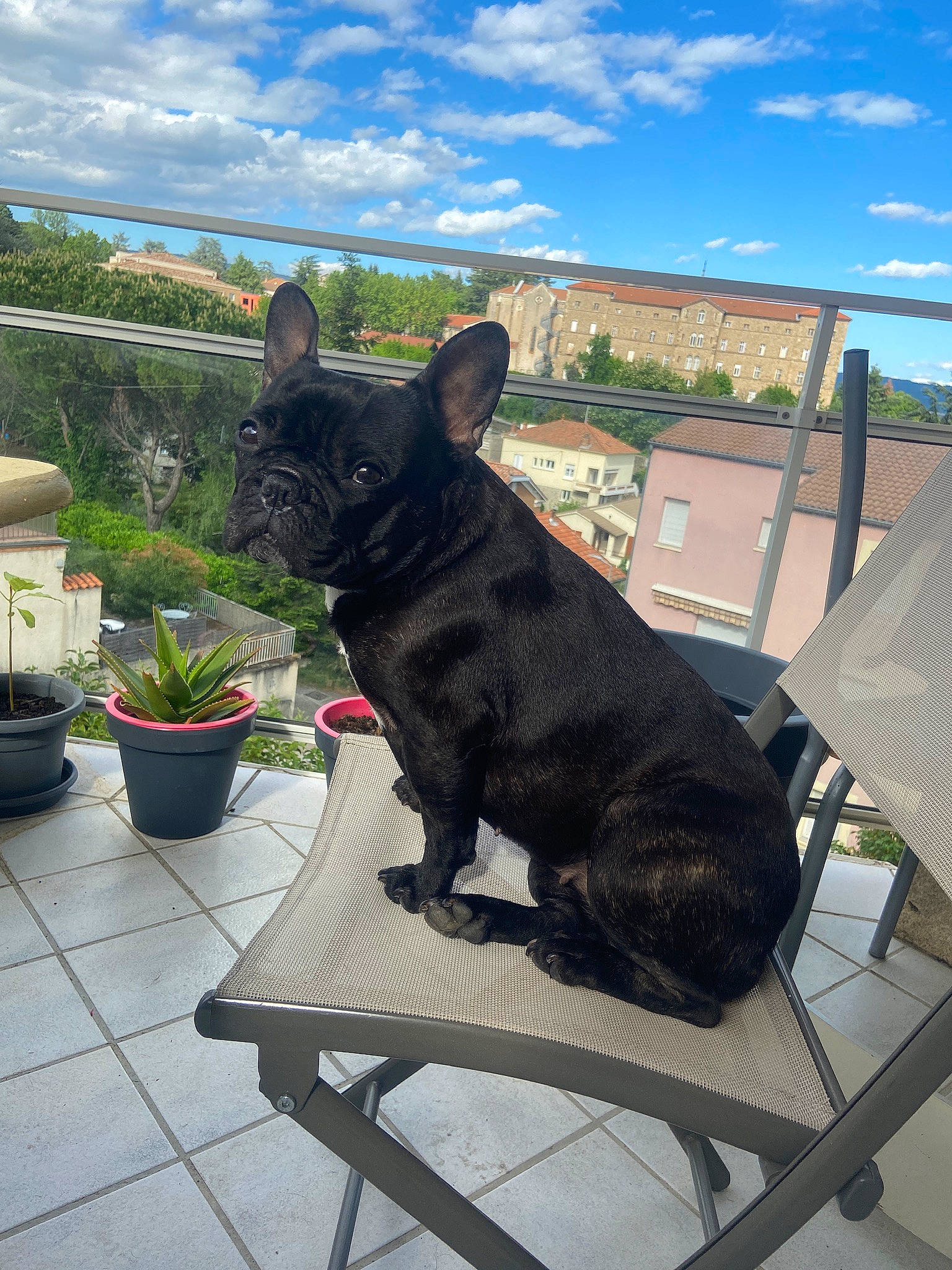 Mia a rejoint le concours — aidez-le/la à gagner de superbes lots ! canidae, carnivore, collar, companion_dog, dog, dog_breed, dog_collar, flowerpot, french_bulldog, herb, houseplant, mammal, non_sporting_group, outdoor_furniture, outdoor_table, pet_supply, snout, sporting_group, toy_dog, working_animal