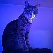 Casanova is registered to the contest to win money with this photo: cat, purple_light, indoor, pet, feline, sitting, animal, mystical, whiskers, ears, portrait, furry, striped, domestic_cat, quiet, calm, shadow, soft_light, close_up, mood