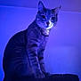 cat, purple_light, indoor, pet, feline, sitting, animal, mystical, whiskers, ears, portrait, furry, striped, domestic_cat, quiet, calm, shadow, soft_light, close_up, mood