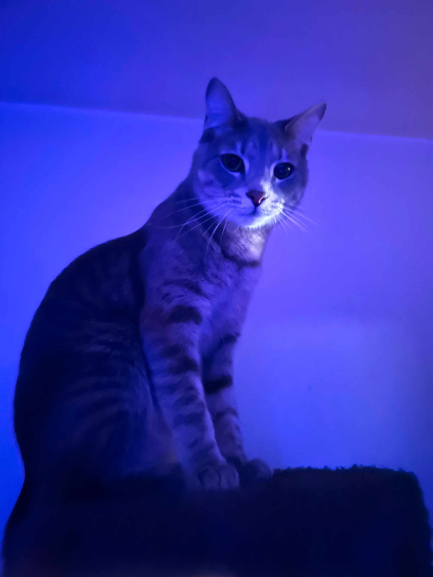 Casanova