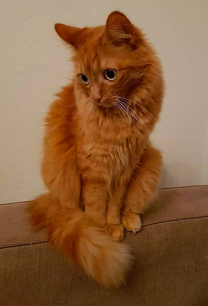 Mermoz a rejoint le concours — aidez-le/la à gagner de superbes lots ! british_longhair, carnivore, cat, claw, comfort, fawn, felidae, flooring, fur, hardwood, iris, paw, sitting, small_to_medium_sized_cats, snout, tail, terrestrial_animal, whiskers, wood