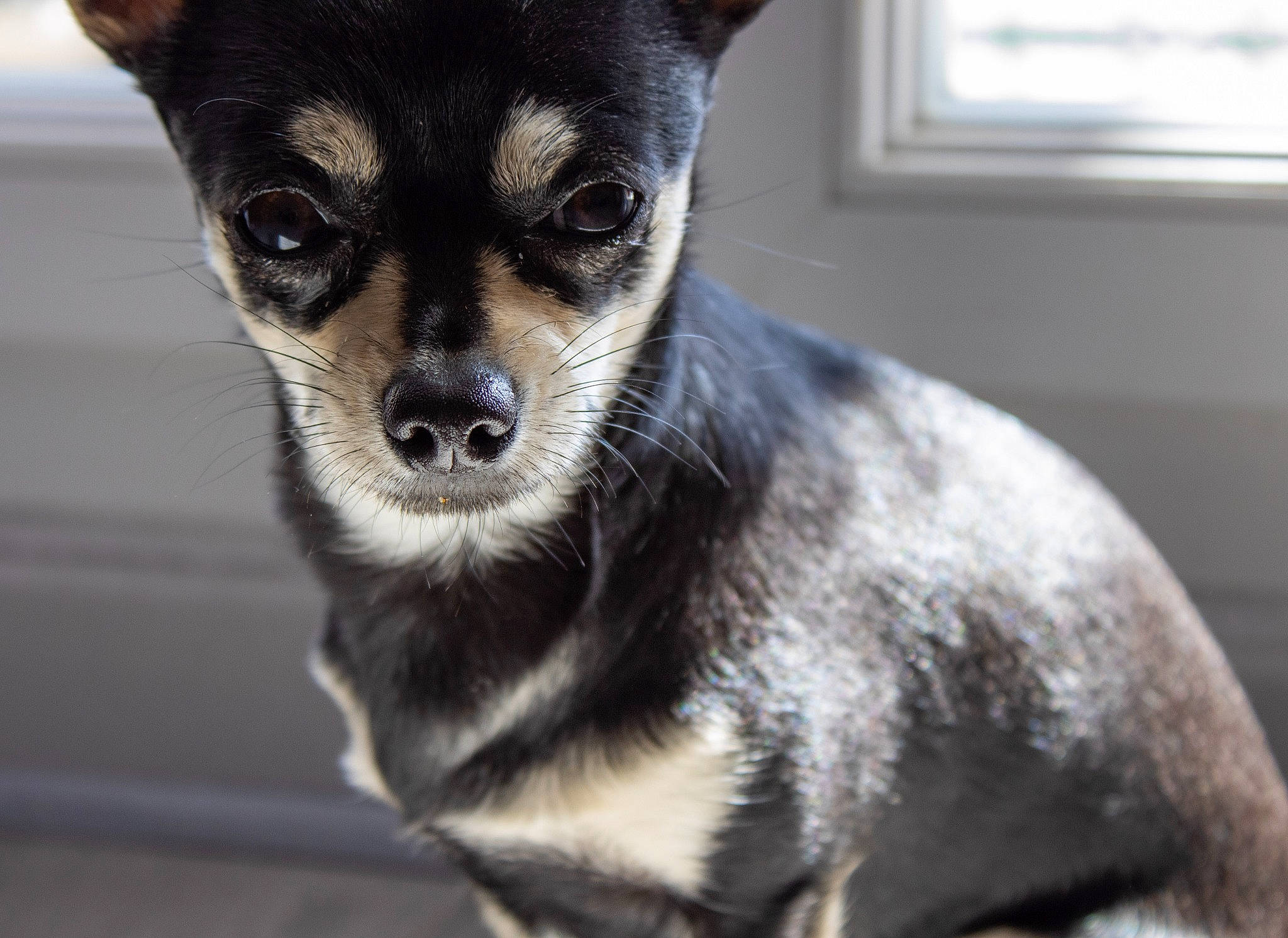 Poppy a rejoint le concours — aidez-le/la à gagner de superbes lots ! canidae, carnivore, companion_dog, corgi_chihuahua, dog, dog_breed, ear, fawn, fur, snout, terrestrial_animal, toy_dog, whiskers, window, working_animal