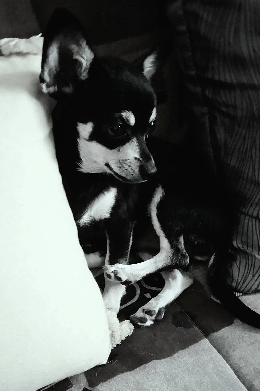 Poppy participe au concours pour gagner de l'argent avec cette photo : canidae, carnivore, comfort, companion_dog, dog, dog_breed, dog_supply, fur, monochrome, monochrome_photography, paw, puppy, snout, sporting_group, style, terrestrial_animal, toy_dog, whiskers, working_animal, working_dog