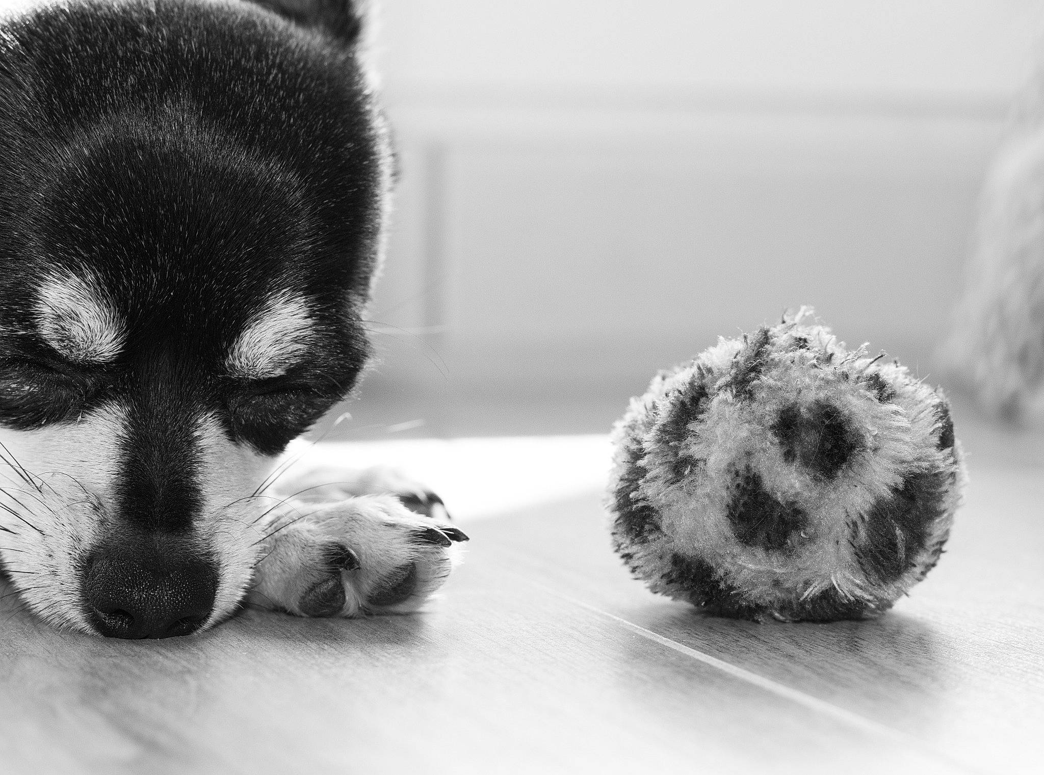 Poppy participe au concours pour gagner de l'argent avec cette photo : canidae, carnivore, claw, companion_dog, dog, dog_breed, fur, monochrome, monochrome_photography, non_sporting_group, paw, pet_supply, snout, sporting_group, still_life_photography, terrestrial_animal, toy, whiskers
