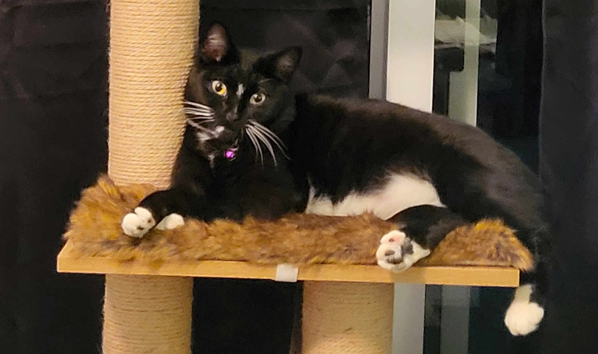 Harper is registered to the contest to win money with this photo: abyssinian, animal, blackcat, canine, cat, chair, couch, dog, drawer, egyptiancat, furniture, hardwood, kitten, manx, person, pet, plywood, shelf, sleeping, wood