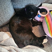 Harper joined the competition — help win amazing prizes! animal, architecture, armchair, beverage, blanket, building, cat, chair, coffee, coffeecup, couch, cup, cushion, furniture, homedecor, indoors, kitten, linen, pet, tape