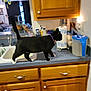 Harper is registered to the contest to win money with this photo: animal, art, blackcat, cabinet, cat, closet, cupboard, drawer, furniture, hardwood, indoors, interiordesign, pet, plywood, shelf, sideboard, sink, sinkfaucet, tin, wood