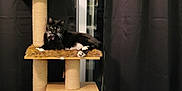 Harper is registered to the contest to win money with this photo: abyssinian, animal, architecture, blackcat, bookcase, box, building, cat, closet, crate, cupboard, furniture, hardwood, indoors, kitten, manx, pet, plywood, shelf, wood