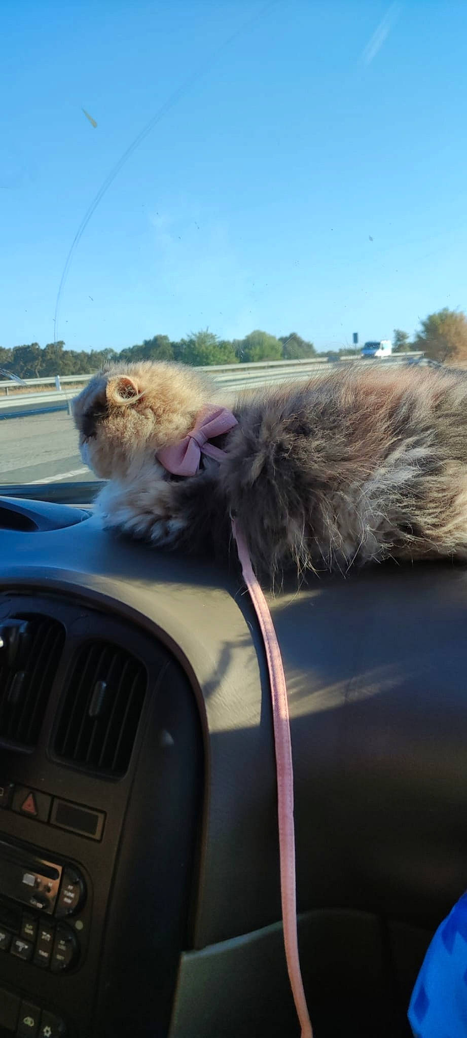 Desty a rejoint le concours — aidez-le/la à gagner de superbes lots ! automotive_exterior, automotive_lighting, automotive_mirror, automotive_window_part, bumper, car, felidae, fender, glass, grille, hood, mammal, motor_vehicle, sky, terrestrial_animal, vehicle, vehicle_door, vertebrate, windscreen_wiper, windshield