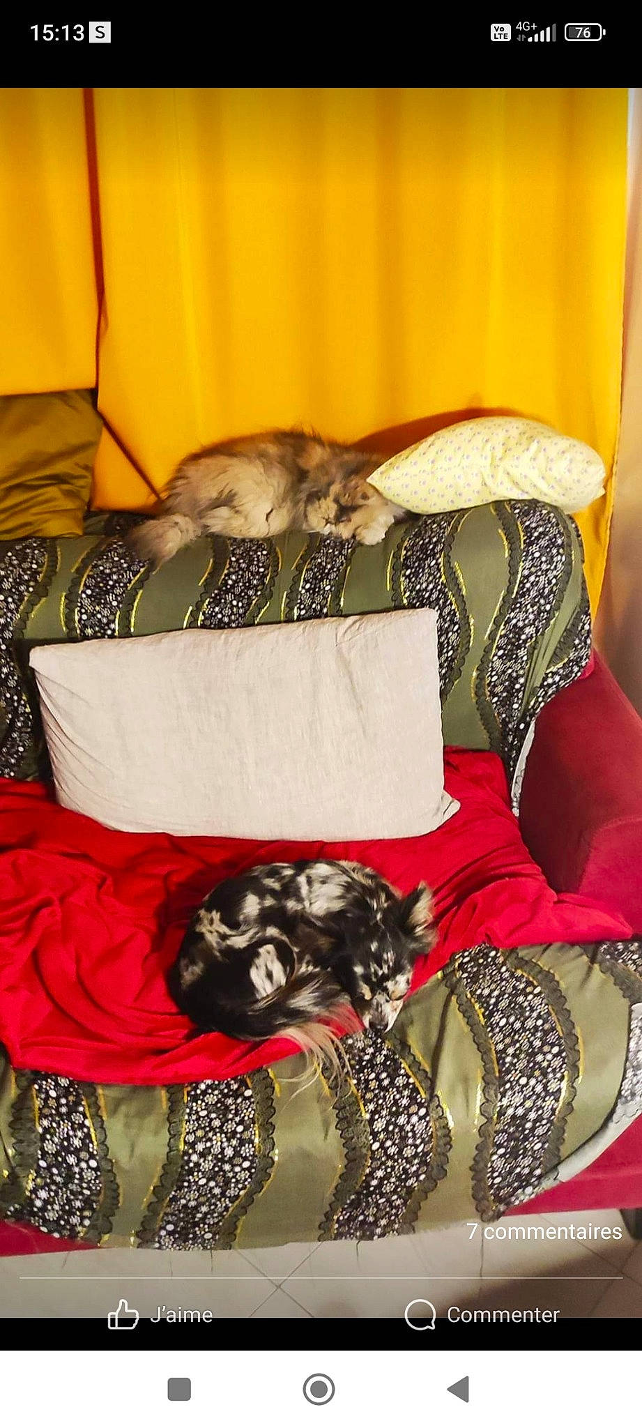 Desty participe au concours pour gagner de l'argent avec cette photo : bag, carnivore, cat, comfort, companion_dog, couch, dog, dog_breed, dog_supply, fawn, felidae, fur, human_leg, linens, pattern, small_to_medium_sized_cats, textile, thigh, whiskers, yellow