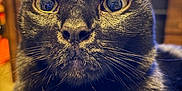 Zeke is registered to the contest to win money with this photo: cat, black_cat, close_up, fur, whiskers, eyes, indoor, blurred_background, pet, animal, face, cute, feline, portrait, domestic_cat, mammal, whiskers_visible, focused, reflection, cozy