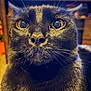 animal, black_cat, blurred_background, cat, close_up, cozy, cute, domestic_cat, eyes, face, feline, focused, fur, indoor, mammal, pet, portrait, reflection, whiskers, whiskers_visible