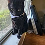 Zeke is registered to the contest to win money with this photo: cat, black_cat, bow_tie, windowsill, window, indoor, pet, animal, feline, curious, sitting, wood_floor, screen, daylight, household_items, curtain, closeup, domestic, portrait, window_screen