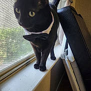 Zeke joined the competition — help win amazing prizes! cat, black_cat, bow_tie, windowsill, window, screen, indoor, pet, curious, yellow_eyes, animal, feline, domestic_cat, side_view, close_up, household, window_screen, natural_light, standing, tail_up