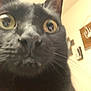 black_cat, close_up, cat, curious, eyes, face, fur, indoor, pet, whiskers, closeup, animal, feline, wall_art, decoration, home, blur, nose, portrait, room