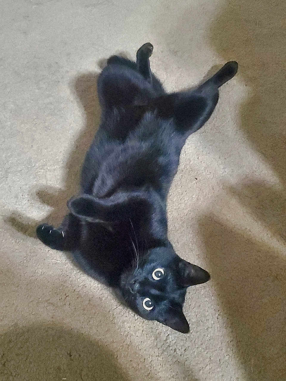 Mavis