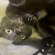 Mavis is registered to the contest to win money with this photo: black_cat, cat, yellow_eyes, paws, claws, whiskers, fur, pet, animal, cute, close_up, indoor, relaxed, lying_down, playful, feline, soft_texture, cozy, nap_time, curious
