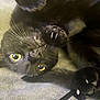 black_cat, cat, yellow_eyes, paws, claws, whiskers, fur, pet, animal, cute, close_up, indoor, relaxed, lying_down, playful, feline, soft_texture, cozy, nap_time, curious