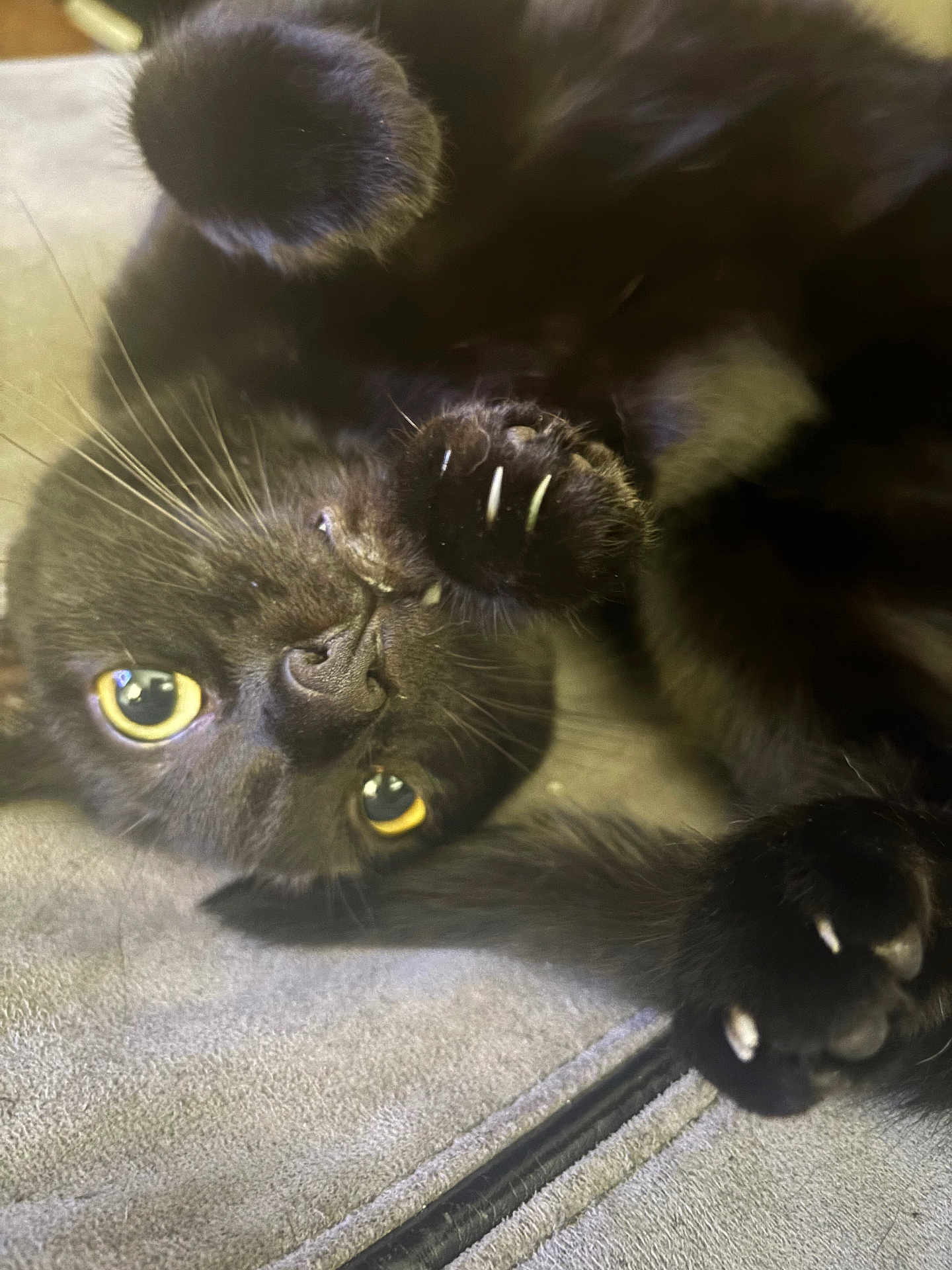 Mavis