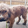 dog, curly_fur, wet, backyard, patio, stone_pavers, wooden_fence, tail, walking, outdoor, pet, canine, grass, playful, animal, fur, closeup, motion_blur, brown, friendly