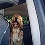 Reggie joined the competition — help win amazing prizes! dog, pet, car, backseat, happy, tongue_out, shaggy_coat, brown_fur, white_fur, window, seatbelt, interior, animal, canine, transportation, sunlight, outdoor_view, nature, domestic_animal, smiling