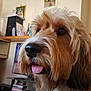 Reggie is registered to the contest to win money with this photo: dog, tongue, fluffy, brown, white, pet, animal, indoors, living_room, furniture, books, shelf, portrait, close_up, nose, fur, collar, wall_art, wooden_floor, household