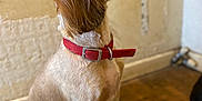 Reggie joined the competition — help win amazing prizes! dog, pet, indoor, brown, red_collar, sitting, wooden_floor, fur, side_view, attentive, animal, domestic_animal, canine, looking_up, groomed, ears, snout, paws, wall, floor