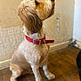 dog, pet, indoor, brown, red_collar, sitting, wooden_floor, fur, side_view, attentive, animal, domestic_animal, canine, looking_up, groomed, ears, snout, paws, wall, floor