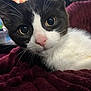 cat, tuxedo_cat, black_and_white, close_up, whiskers, pink_nose, large_eyes, fur, cozy, blanket, maroon_blanket, indoor, pet, portrait, curious, domestic_cat, feline, soft_texture, eye_contact, macro