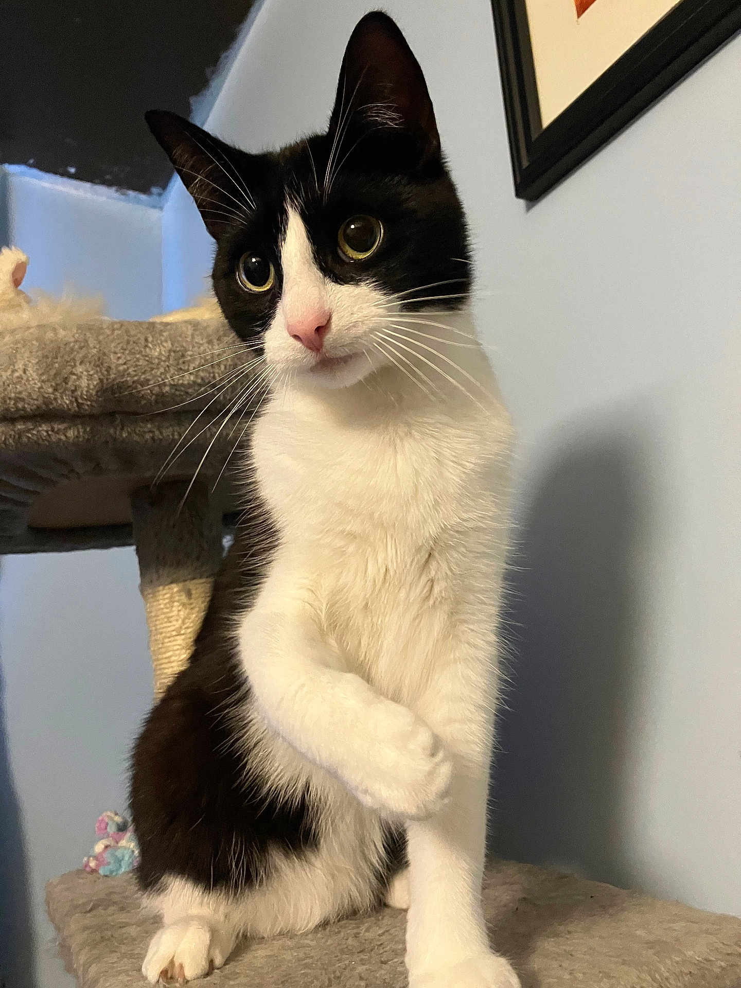 Jello joined the competition — help win amazing prizes! cat, tuxedo_cat, black_and_white, whiskers, pink_nose, paw, eyes, close_up, indoor, pet, feline, sitting, cat_tree, scratching_post, plush_surface, toy, portrait, domestic_cat, wall, framed_picture