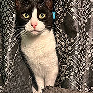 Jello is registered to the contest to win money with this photo: cat, tuxedo_cat, pet, curtain, drapery, indoor, close_up, whiskers, green_eyes, pink_nose, black_fur, white_fur, fabric_texture, embroidered_pattern, curiosity, portrait, cozy, paw, home_interior, wide_eyes