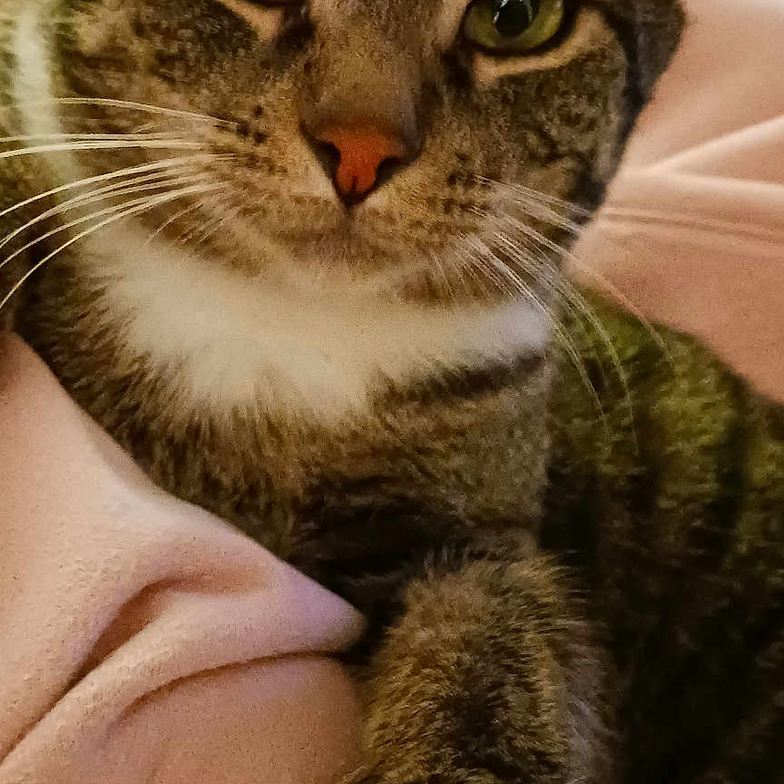 Tigger
