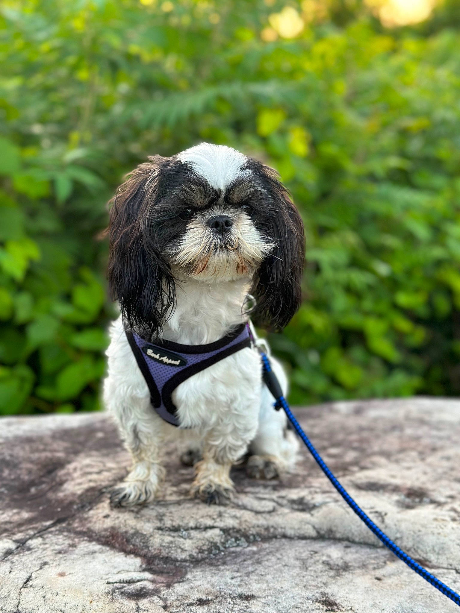 Holly joined the competition — help win amazing prizes! biting, canidae, carnivore, collar, companion_dog, dog, dog_breed, dog_collar, dog_supply, fawn, fur, grass, liver, shih_tzu, snout, sporting_group, terrestrial_animal, toy_dog, water_dog, working_animal