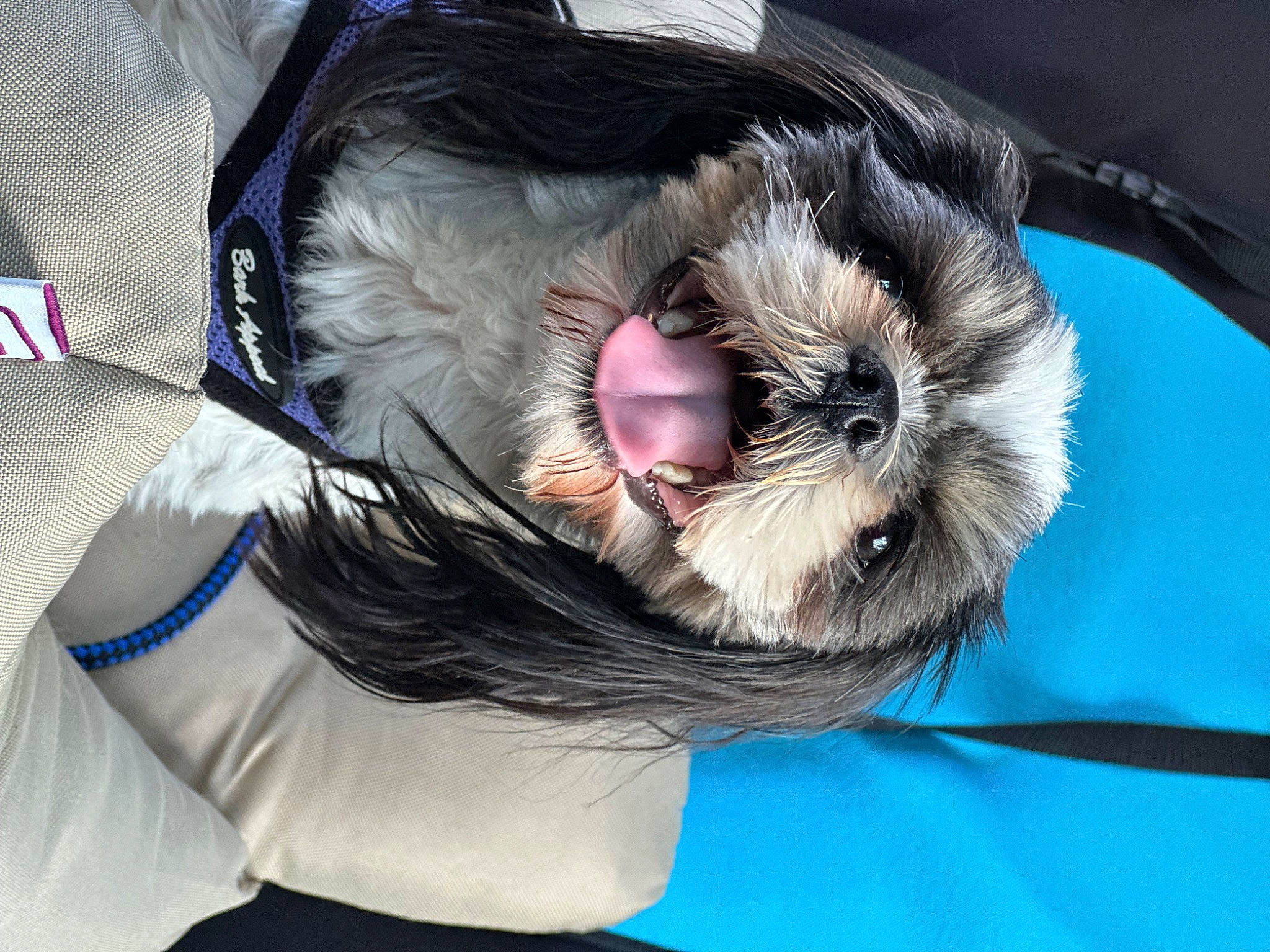 Holly is registered to the contest to win money with this photo: canidae, carnivore, companion_dog, dog, dog_breed, eye, fang, felidae, fur, jaw, paw, small_terrier, small_to_medium_sized_cats, snout, sporting_group, terrier, toy_dog, whiskers, working_animal, yawn