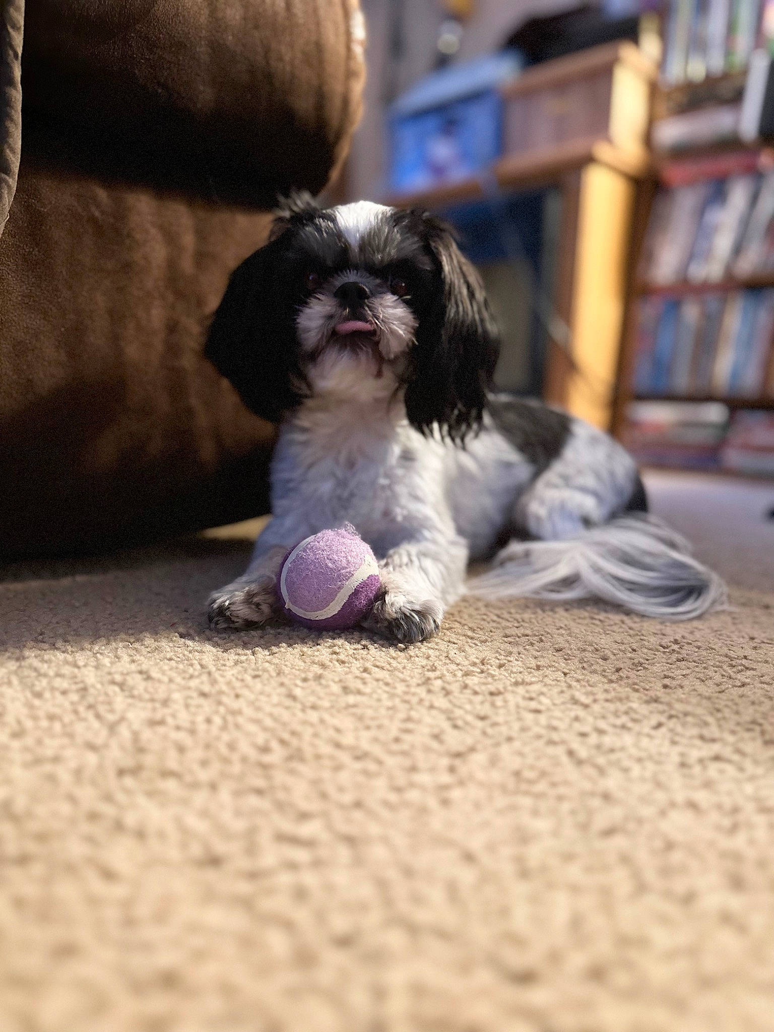 Holly joined the competition — help win amazing prizes! bookcase, canidae, carnivore, comfort, companion_dog, dog, dog_breed, dog_supply, fawn, flooring, fur, grey, liver, shelf, shih_tzu, snout, sporting_group, terrier, toy_dog, working_animal