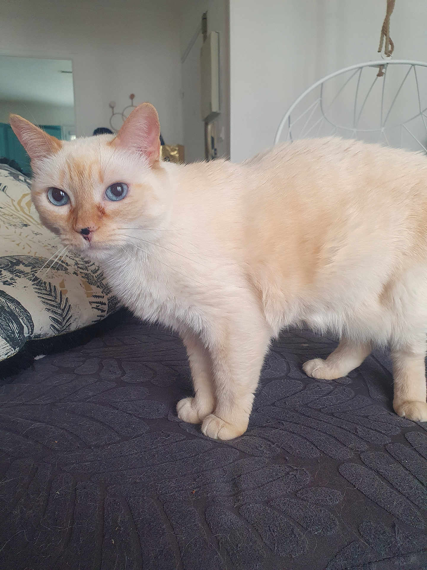 Bali a rejoint le concours — aidez-le/la à gagner de superbes lots ! cat, blue_eyes, cream_fur, pet, indoor, furniture, pillow, blanket, chair, fur, animal, whiskers, face, four_legs, alert, domestic, close_up, texture, soft_light, home