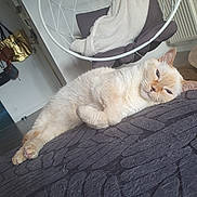 Bali participe au concours pour gagner de l'argent avec cette photo : cat, indoor, relaxed, furniture, blanket, hanging_chair, floor, door, bag, radiator, soft_texture, pet, animal, cozy, resting, light, shadow, pattern, home, comfort