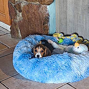Betty participe au concours pour gagner de l'argent avec cette photo : puppy, dog, beagle, pet, animal, blue_bed, fluffy_bed, dog_toys, rope_toy, stuffed_animal, indoors, tile_floor, stone_wall, wooden_door, portrait, closeup, cute, resting, brown_and_white, cozy