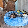 puppy, dog, beagle, pet, animal, blue_bed, fluffy_bed, dog_toys, rope_toy, stuffed_animal, indoors, tile_floor, stone_wall, wooden_door, portrait, closeup, cute, resting, brown_and_white, cozy